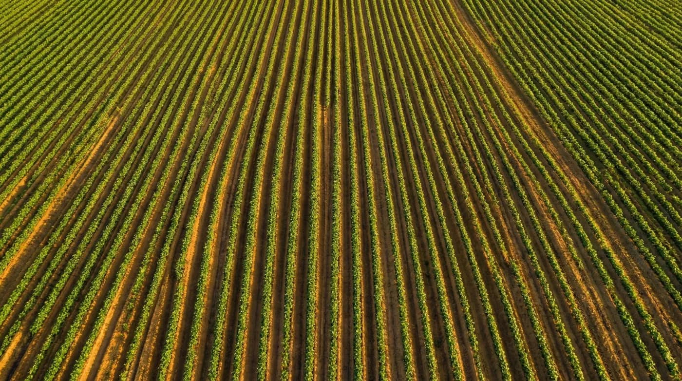 Aerial view of healthy crop rows at golden hour
